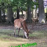 Sternschnuppe *