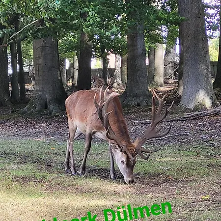 Sternschnuppe *